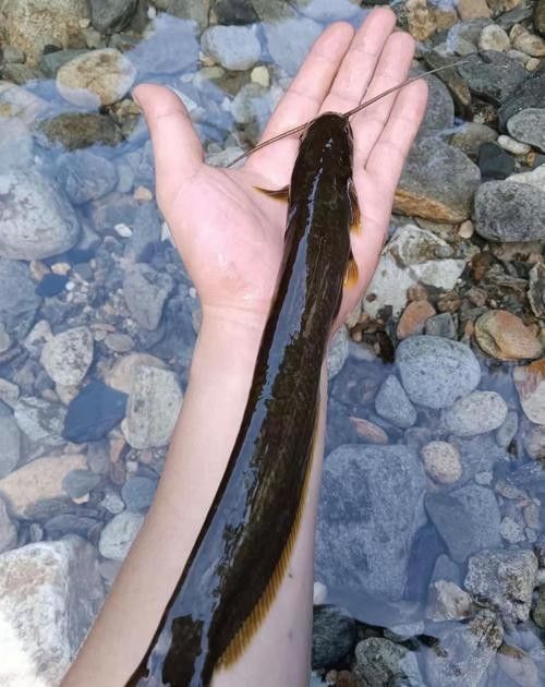 饒河開水族店怎么樣？加盟祥龍魚場賣龍魚市場怎樣？