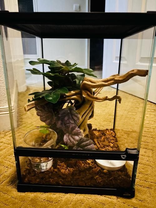 順義開水族店怎么樣？加盟祥龍魚場賣龍魚市場怎樣？