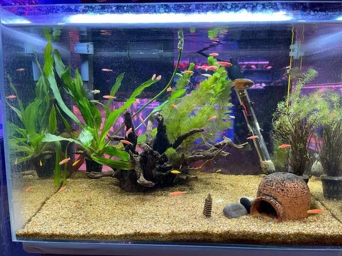 順義開水族店怎么樣？加盟祥龍魚場賣龍魚市場怎樣？