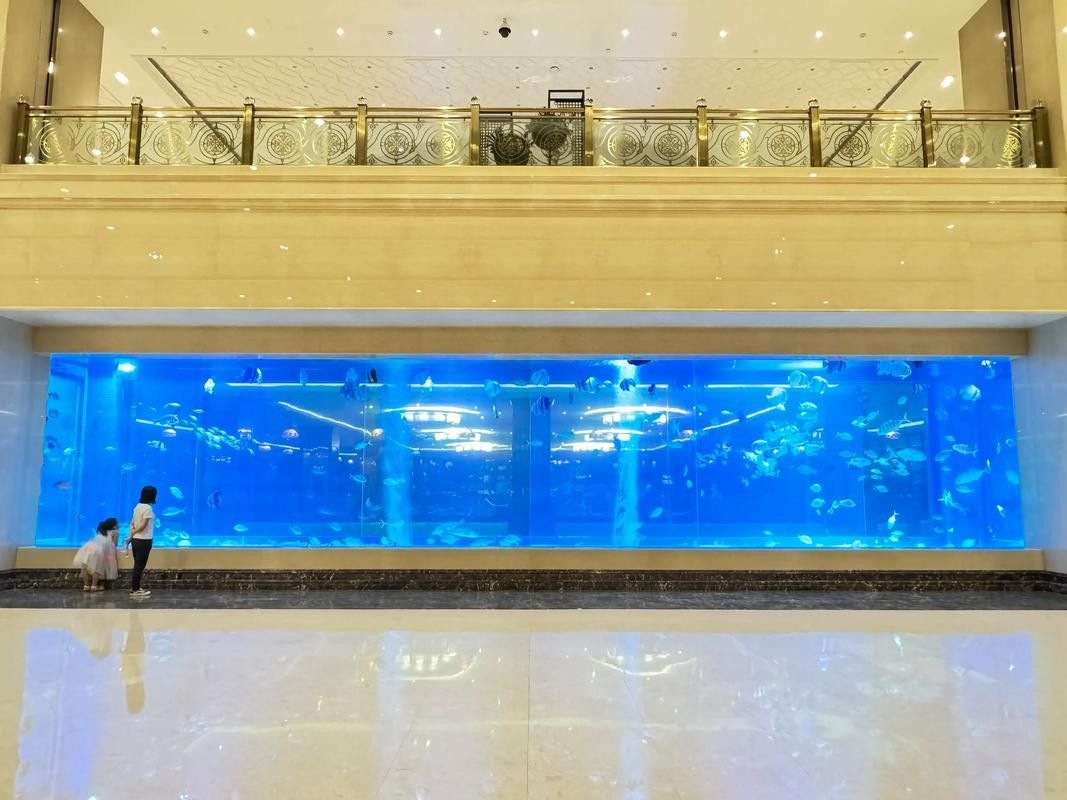 順義開水族店怎么樣？加盟祥龍魚場賣龍魚市場怎樣？