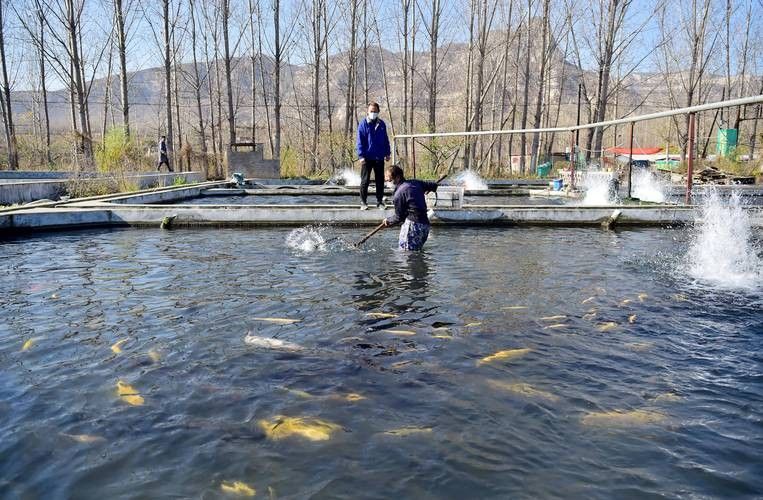 井陘開水族店怎么樣？加盟祥龍魚場賣龍魚市場怎樣？