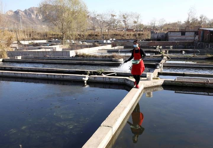 井陘開水族店怎么樣？加盟祥龍魚場賣龍魚市場怎樣？