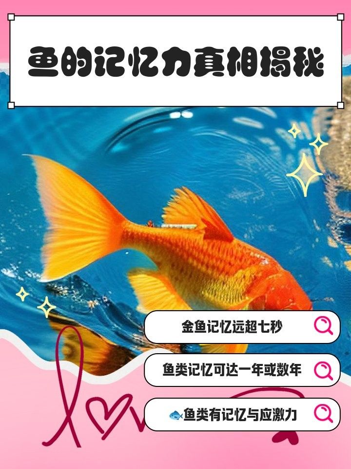 黑鱗龍魚認主后能記住主人多久？ 黑鱗龍魚認主后能記住主人多久？ 龍魚百科 第4張