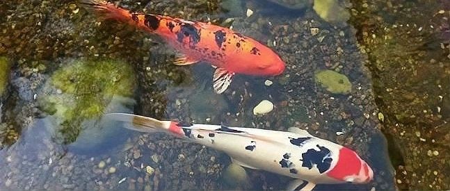 黑鱗龍魚認主后能記住主人多久？ 黑鱗龍魚認主后能記住主人多久？ 龍魚百科 第2張