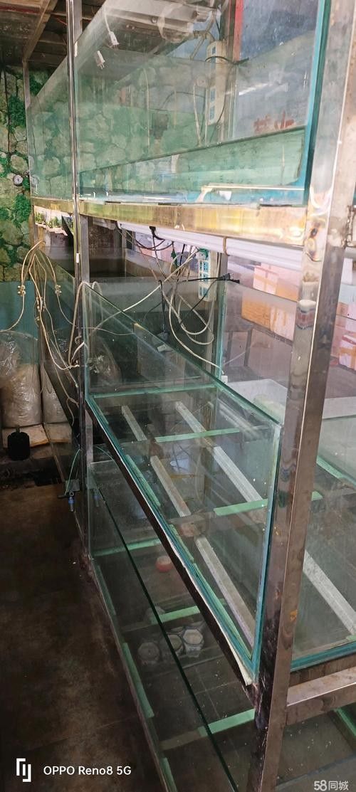 鞍山開水族店怎么樣？加盟祥龍魚場賣龍魚市場怎樣？ 鞍山開水族店怎么樣？加盟祥龍魚場賣龍魚市場怎樣？ 水族館百科（水族館加盟） 第4張