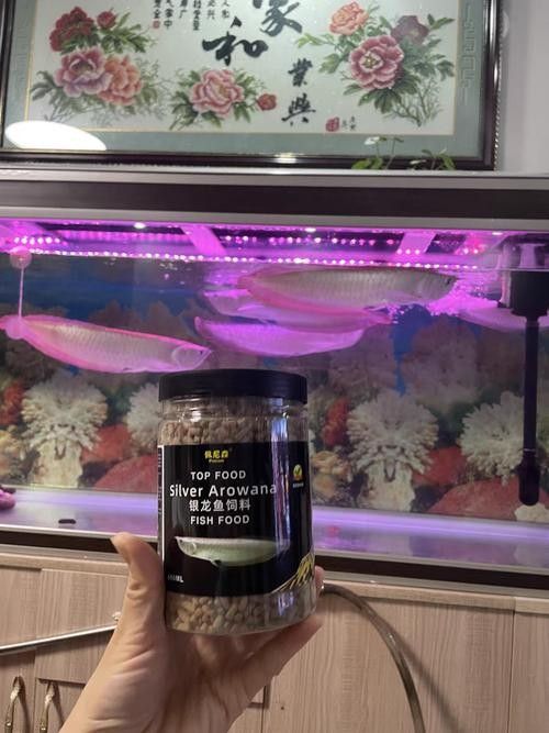 銀龍魚專用魚糧好嗎