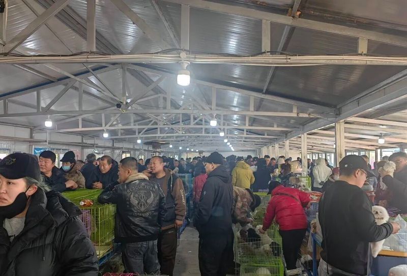 三臺(tái)開(kāi)水族店怎么樣？加盟祥龍魚場(chǎng)賣龍魚市場(chǎng)怎樣？ 三臺(tái)開(kāi)水族店怎么樣？加盟祥龍魚場(chǎng)賣龍魚市場(chǎng)怎樣？ 水族館百科（水族館加盟） 第10張