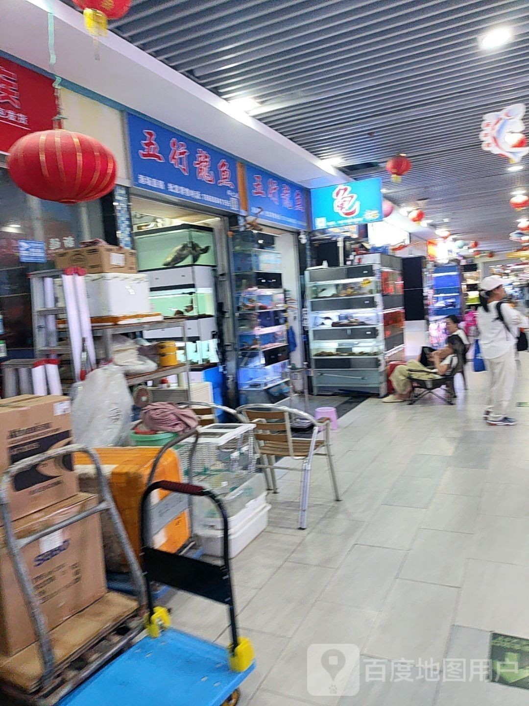 灞橋開水族店怎么樣？加盟祥龍魚場賣龍魚市場怎樣？