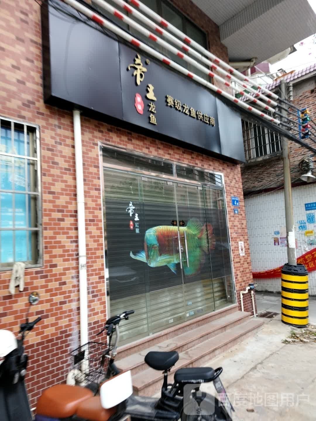 灞橋開水族店怎么樣？加盟祥龍魚場賣龍魚市場怎樣？