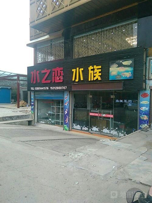 寶應(yīng)縣開水族店怎么樣？加盟祥龍魚場(chǎng)賣龍魚市場(chǎng)怎樣？ 寶應(yīng)縣開水族店怎么樣？加盟祥龍魚場(chǎng)賣龍魚市場(chǎng)怎樣？ 水族館百科（水族館加盟） 第3張