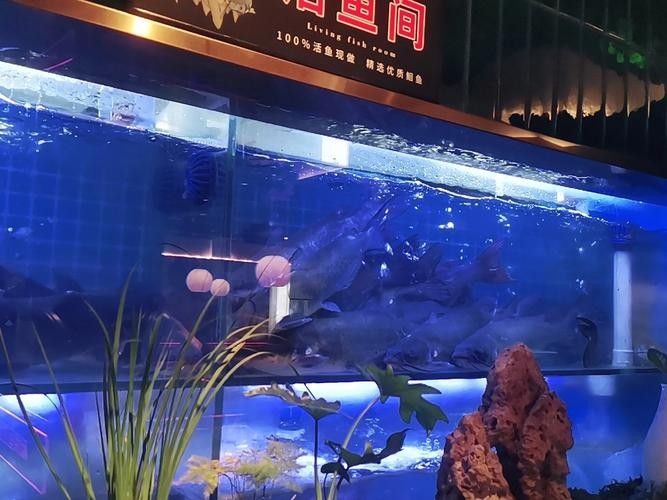 華龍開水族店怎么樣？加盟祥龍魚場賣龍魚市場怎樣？