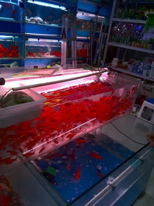 華龍開水族店怎么樣？加盟祥龍魚場賣龍魚市場怎樣？