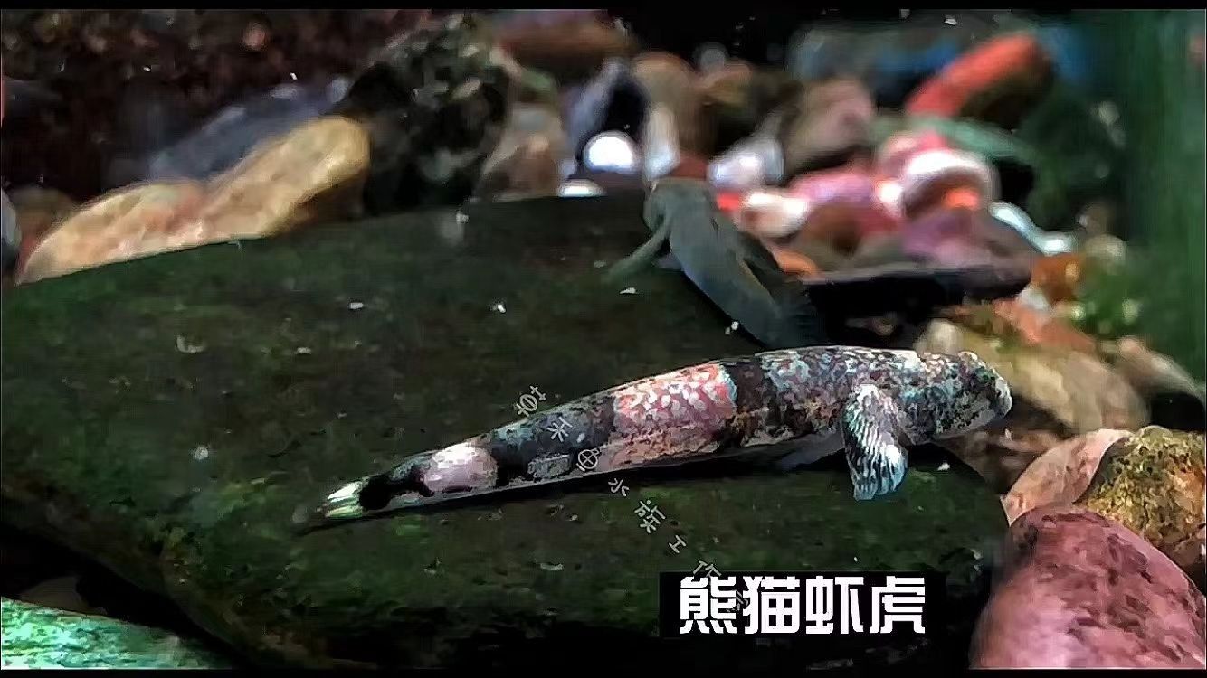 東崗開水族店怎么樣？加盟祥龍魚場賣龍魚市場怎樣？ 東崗開水族店怎么樣？加盟祥龍魚場賣龍魚市場怎樣？ 水族館百科（水族館加盟） 第3張