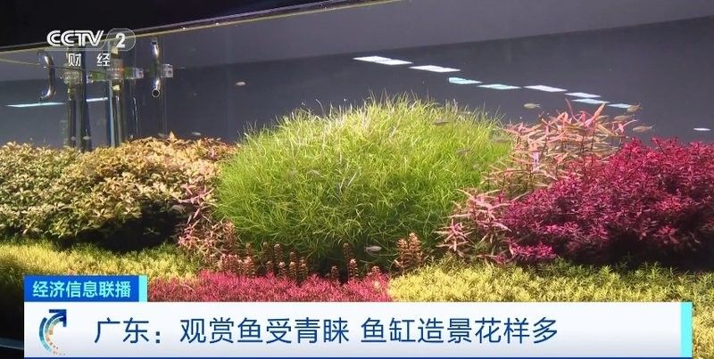 城區(qū)開水族店怎么樣？加盟祥龍魚場(chǎng)賣龍魚市場(chǎng)怎樣？ 城區(qū)開水族店怎么樣？加盟祥龍魚場(chǎng)賣龍魚市場(chǎng)怎樣？ 水族館百科（水族館加盟） 第1張