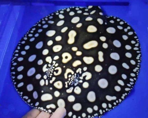 十大名貴淡水觀賞魚排行榜 十大名貴淡水觀賞魚排行榜 龍魚百科 第3張