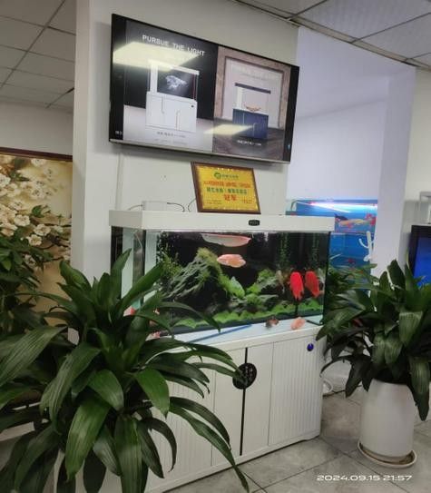 淮安區開水族店怎么樣？加盟祥龍魚場賣龍魚市場怎樣？ 淮安區開水族店怎么樣？加盟祥龍魚場賣龍魚市場怎樣？ 水族館百科（水族館加盟） 第1張