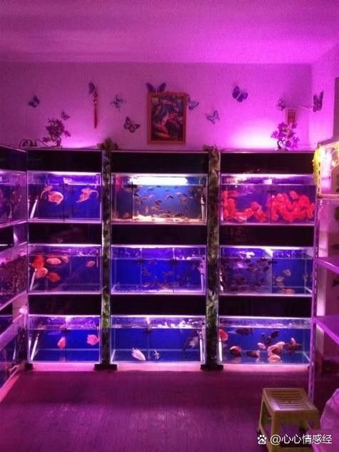 冀州開水族店怎么樣？加盟祥龍魚場賣龍魚市場怎樣？ 冀州開水族店怎么樣？加盟祥龍魚場賣龍魚市場怎樣？ 水族館百科（水族館加盟） 第5張