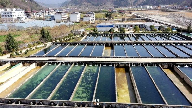 佛坪開水族店怎么樣？加盟祥龍魚場賣龍魚市場怎樣？
