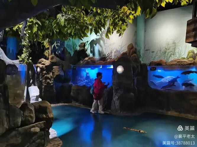 撫遠開水族店怎么樣？加盟祥龍魚場賣龍魚市場怎樣？ 撫遠開水族店怎么樣？加盟祥龍魚場賣龍魚市場怎樣？ 水族館百科（水族館加盟） 第2張