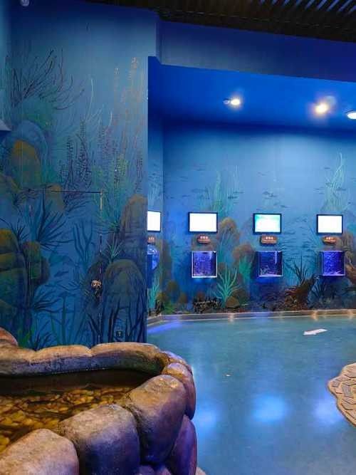 撫遠開水族店怎么樣？加盟祥龍魚場賣龍魚市場怎樣？ 撫遠開水族店怎么樣？加盟祥龍魚場賣龍魚市場怎樣？ 水族館百科（水族館加盟） 第4張