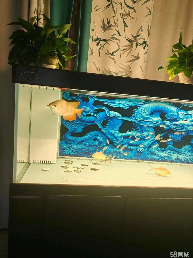 疏勒開水族店怎么樣？加盟祥龍魚場賣龍魚市場怎樣？ 疏勒開水族店怎么樣？加盟祥龍魚場賣龍魚市場怎樣？ 水族館百科（水族館加盟） 第13張