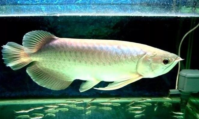 銀龍魚和泥鰍混養嗎