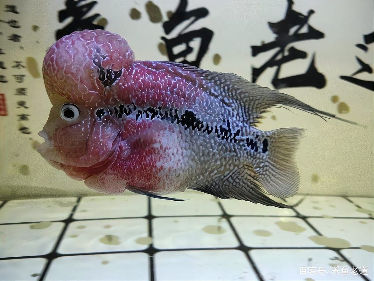 玉林開水族店怎么樣？加盟祥龍魚場賣龍魚市場怎樣？ 玉林開水族店怎么樣？加盟祥龍魚場賣龍魚市場怎樣？ 水族館百科（水族館加盟） 第8張