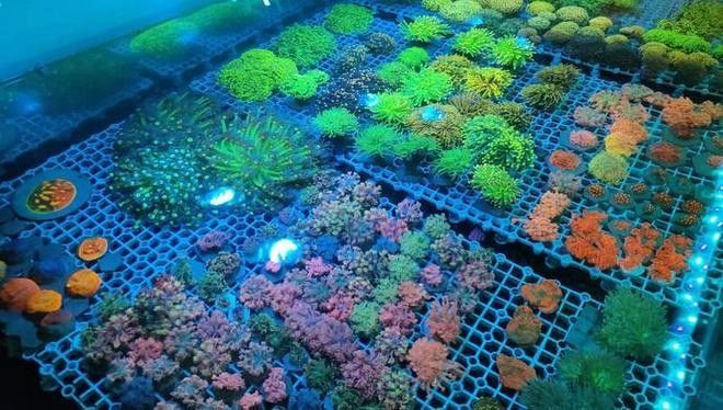東城開水族店怎么樣？加盟祥龍魚場賣龍魚市場怎樣？ 東城開水族店怎么樣？加盟祥龍魚場賣龍魚市場怎樣？ 水族館百科（水族館加盟） 第9張