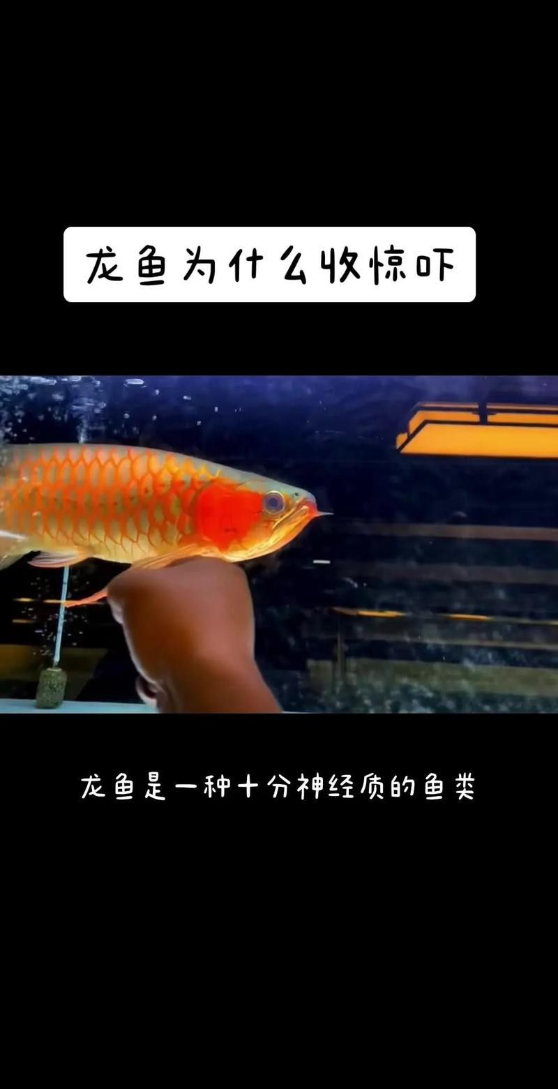 克山開水族店怎么樣？加盟祥龍魚場賣龍魚市場怎樣？ 克山開水族店怎么樣？加盟祥龍魚場賣龍魚市場怎樣？ 水族館百科（水族館加盟） 第6張