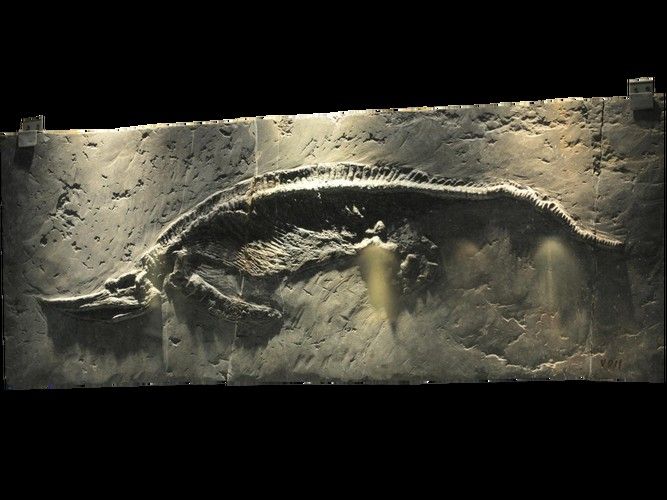 龍魚化石圖片大全大圖高清 龍魚化石圖片大全大圖高清 龍魚百科 第19張