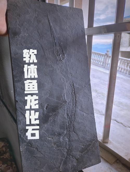 龍魚化石圖片大全大圖高清 龍魚化石圖片大全大圖高清 龍魚百科 第14張