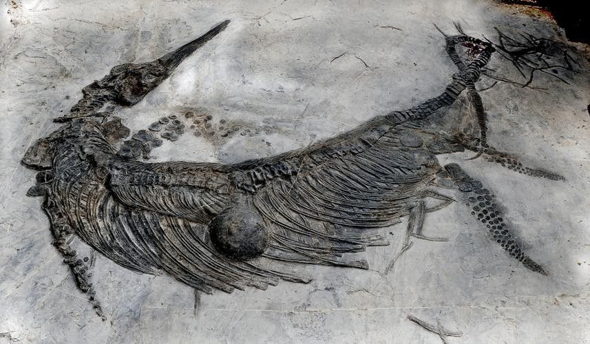 龍魚化石圖片大全大圖高清 龍魚化石圖片大全大圖高清 龍魚百科 第8張