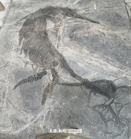 龍魚化石圖片大全大圖高清 龍魚化石圖片大全大圖高清 龍魚百科 第7張