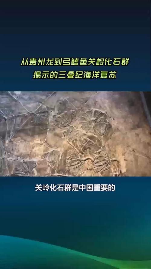 龍魚化石圖片大全大圖高清 龍魚化石圖片大全大圖高清 龍魚百科 第15張