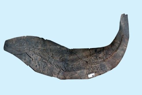龍魚化石圖片大全大圖高清 龍魚化石圖片大全大圖高清 龍魚百科 第3張