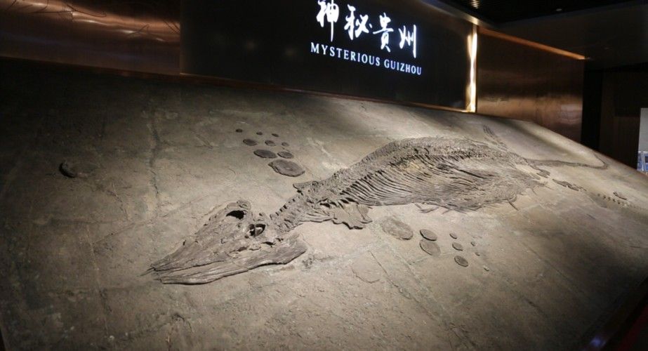龍魚化石圖片大全大圖高清 龍魚化石圖片大全大圖高清 龍魚百科 第9張