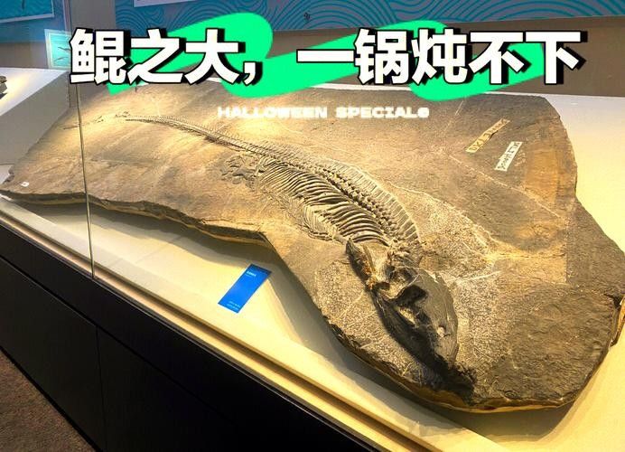 龍魚化石圖片大全大圖高清 龍魚化石圖片大全大圖高清 龍魚百科 第2張
