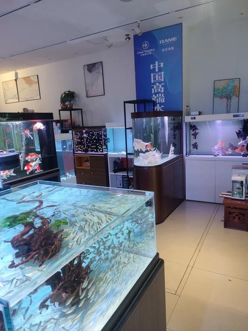 天橋開水族店怎么樣？加盟祥龍魚場(chǎng)賣龍魚市場(chǎng)怎樣？ 天橋開水族店怎么樣？加盟祥龍魚場(chǎng)賣龍魚市場(chǎng)怎樣？ 水族館百科（水族館加盟） 第5張