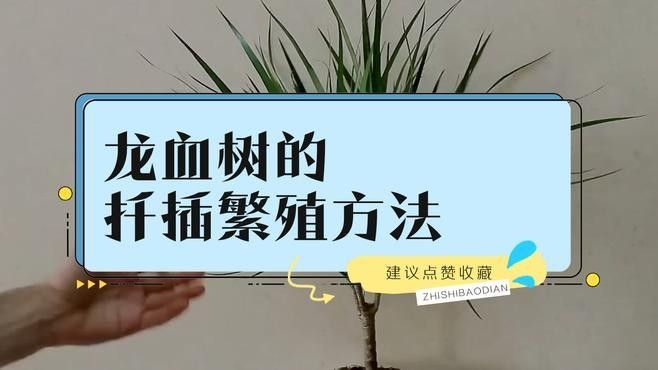 龍血樹有哪些繁殖方法？