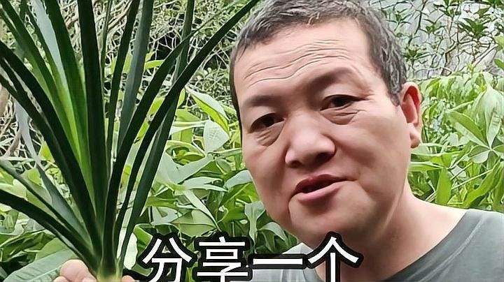 龍血樹有哪些繁殖方法？