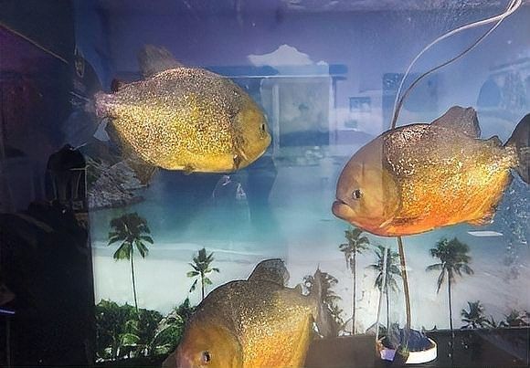 黑魚和銀龍魚哪個(gè)厲害 黑魚和銀龍魚哪個(gè)厲害 龍魚百科 第2張