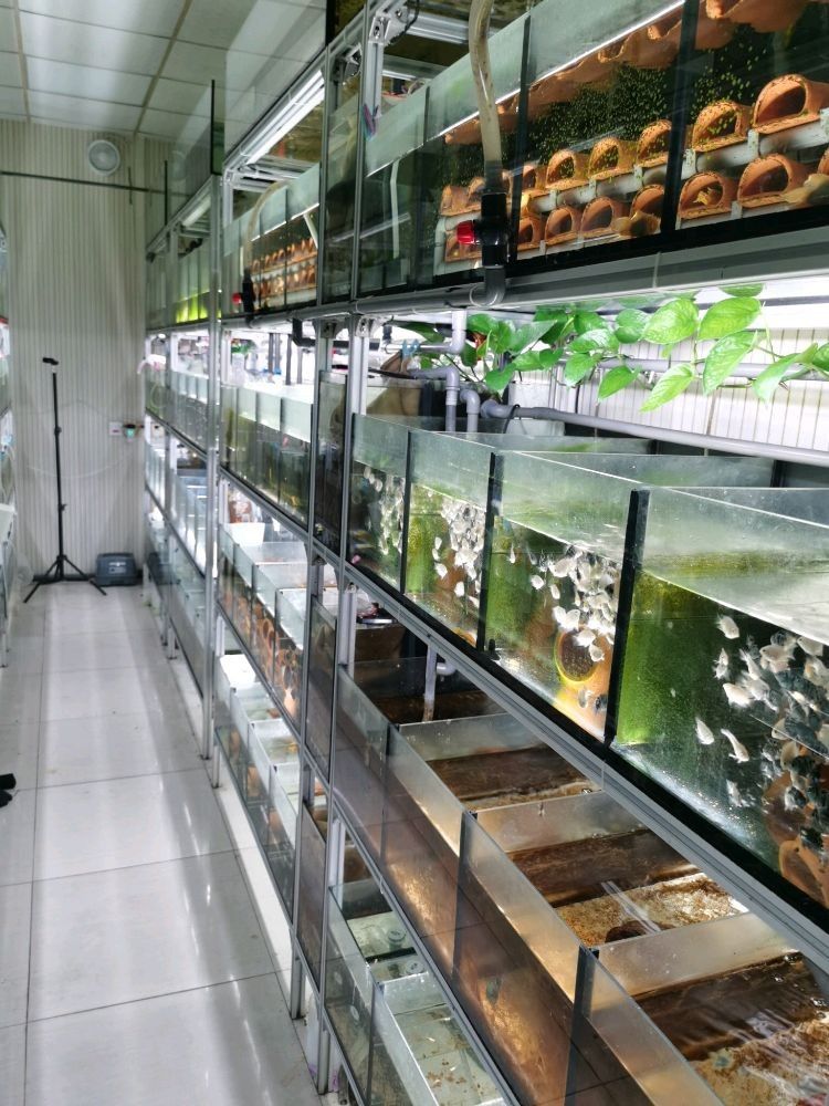 袁州區開水族店怎么樣？加盟祥龍魚場賣龍魚市場怎樣？