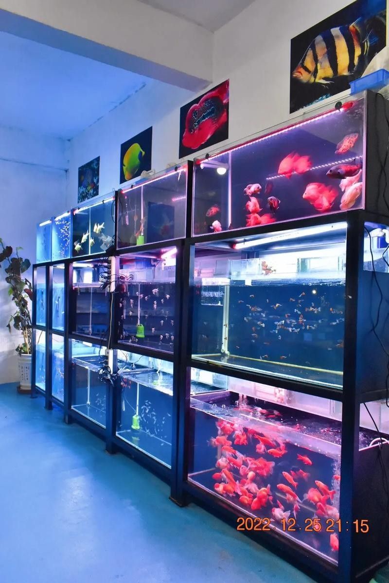 臨潭開水族店怎么樣？加盟祥龍魚場賣龍魚市場怎樣？
