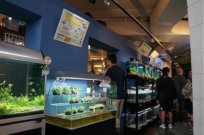 硚口開水族店怎么樣?加盟祥龍魚場賣龍魚市場怎樣? 水族館百科(水族館加盟) 第6張 硚口開水族店怎么樣?加盟祥龍魚場賣龍魚市場怎樣? 硚口開水族店怎么樣?加盟祥龍魚場賣龍魚市場怎樣? 水族館百科(水族館加盟) 第6張