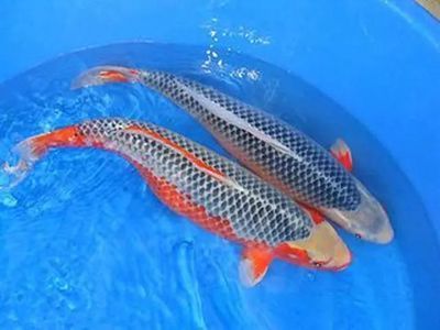 什么生肖宜養(yǎng)龍魚