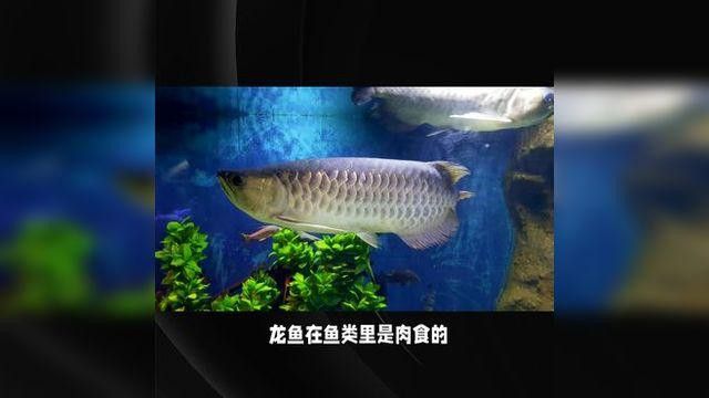 如何預防紅龍魚掉眼？