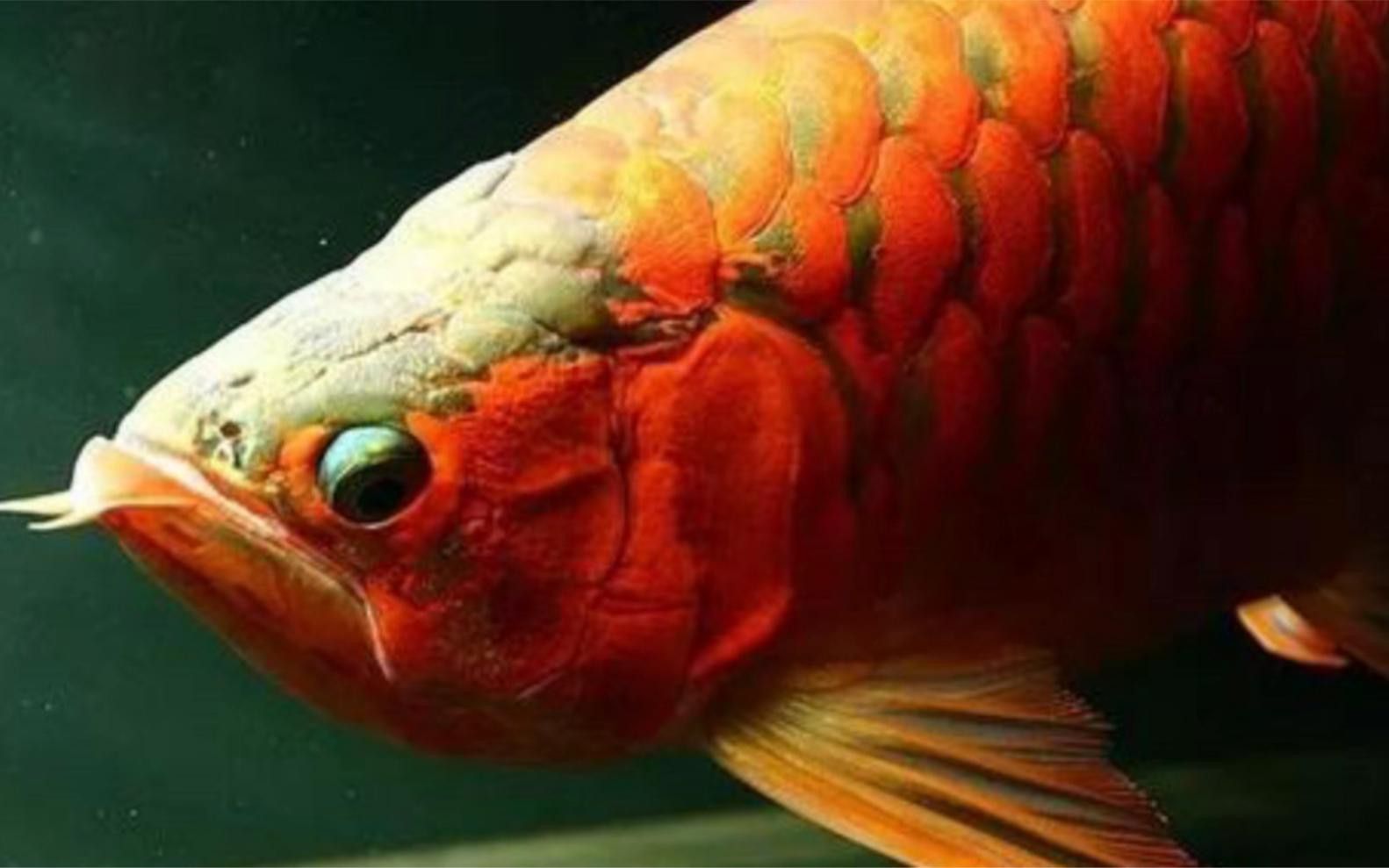 如何預防紅龍魚掉眼？