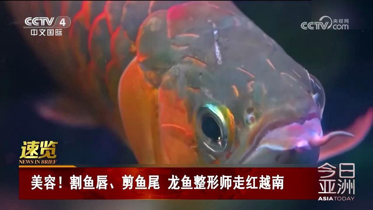 龍魚眼睛手術費用