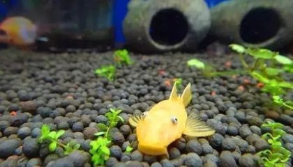 如何檢測杰西卡恐龍魚的健康狀況，杰西卡恐龍魚健康狀況可以通過多種方法進行檢測 如何檢測杰西卡恐龍魚的健康狀況，杰西卡恐龍魚健康狀況可以通過多種方法進行檢測 龍魚百科 第1張