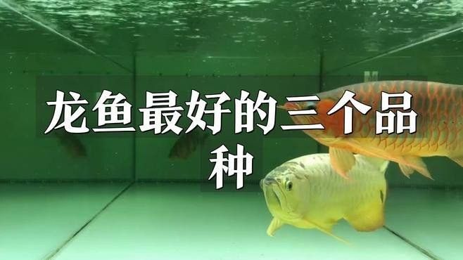 安國開水族店怎么樣？加盟祥龍魚場賣龍魚市場怎樣？ 安國開水族店怎么樣？加盟祥龍魚場賣龍魚市場怎樣？ 水族館百科（水族館加盟） 第13張